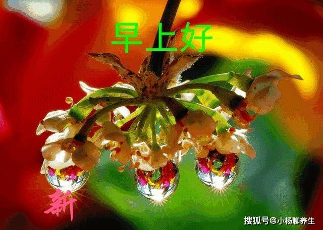 原创周四问候早晨好祝福语图片,传递问候,希望你天天快乐