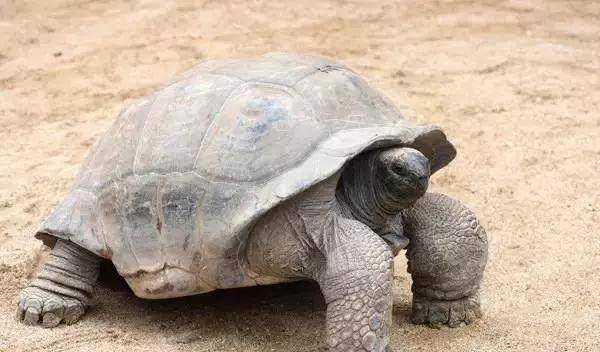 那说了这么多,世界上最长寿的龟又是什么呢?