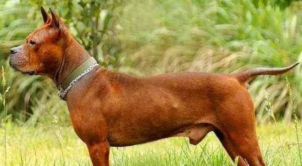 中国本土最凶猛的猎犬,被誉为"中国比特,已频临灭绝_川东