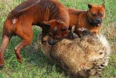 原创中国本土最凶猛的猎犬被誉为中国比特已频临灭绝