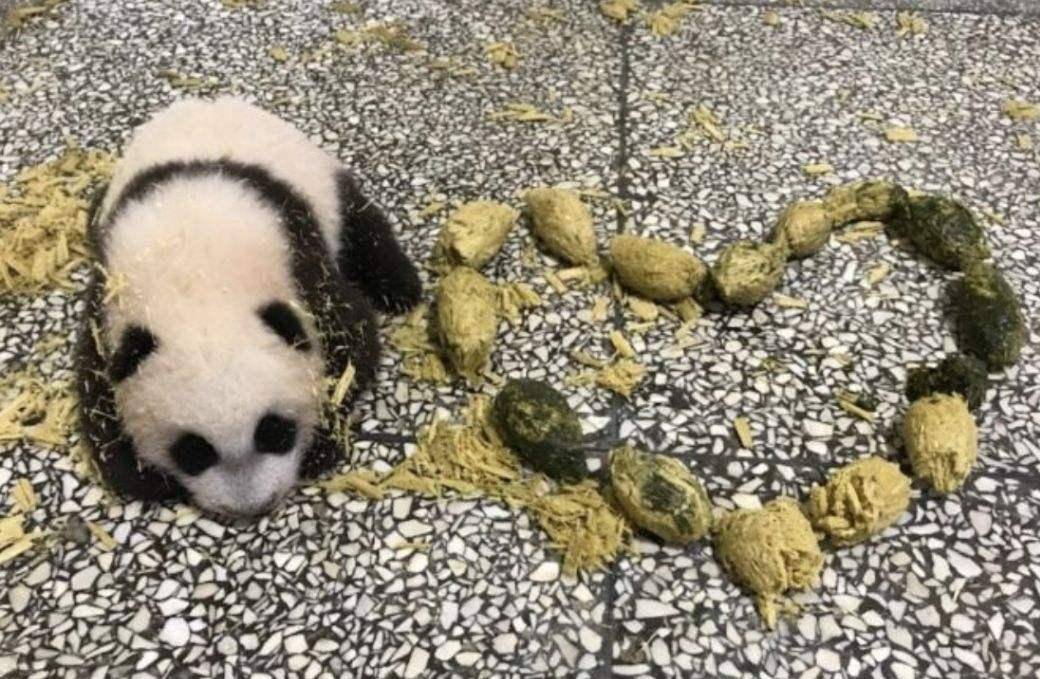 大熊猫食量超大的原因跟它的食物有关系,也根据它自身的基因有关系.