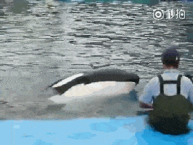 看到饲养员只摸海豚,虎鲸嫉妒得不行!招手求抱抱,还骗