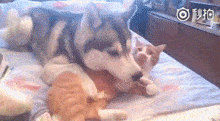 当橘猫遇到哈士奇之后.喵:我能怎么办,我也很无奈啊!