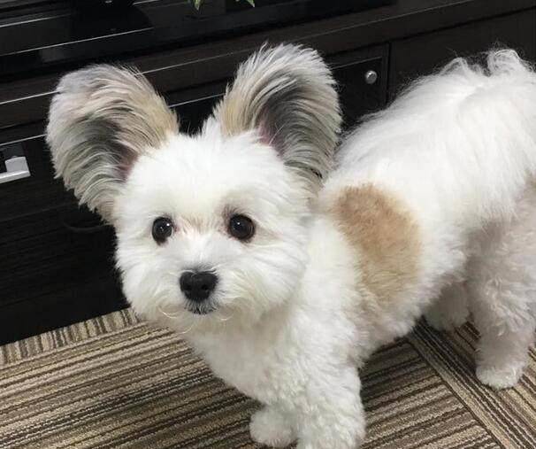 它是混血生出来的狗狗,耳朵却遗传了蝴蝶犬的特点!_马尔济斯