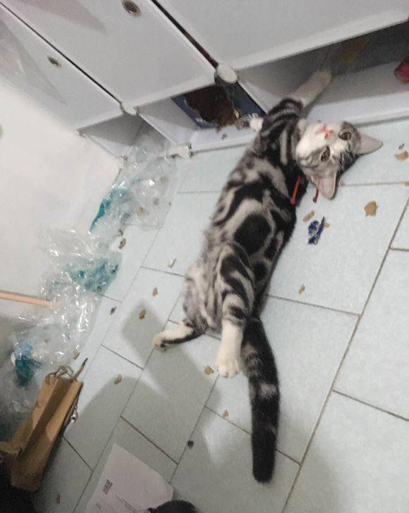 原创猫舍花了1万买的美短猫,喂养3个月后,悲剧发生了
