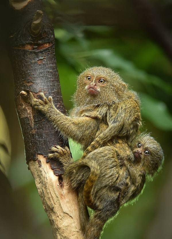 英动物园侏儒狨猴产下双胞胎母子仨叠罗汉萌翻