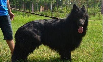 冀中黑熊犬,我国特有的犬种,看看吧!