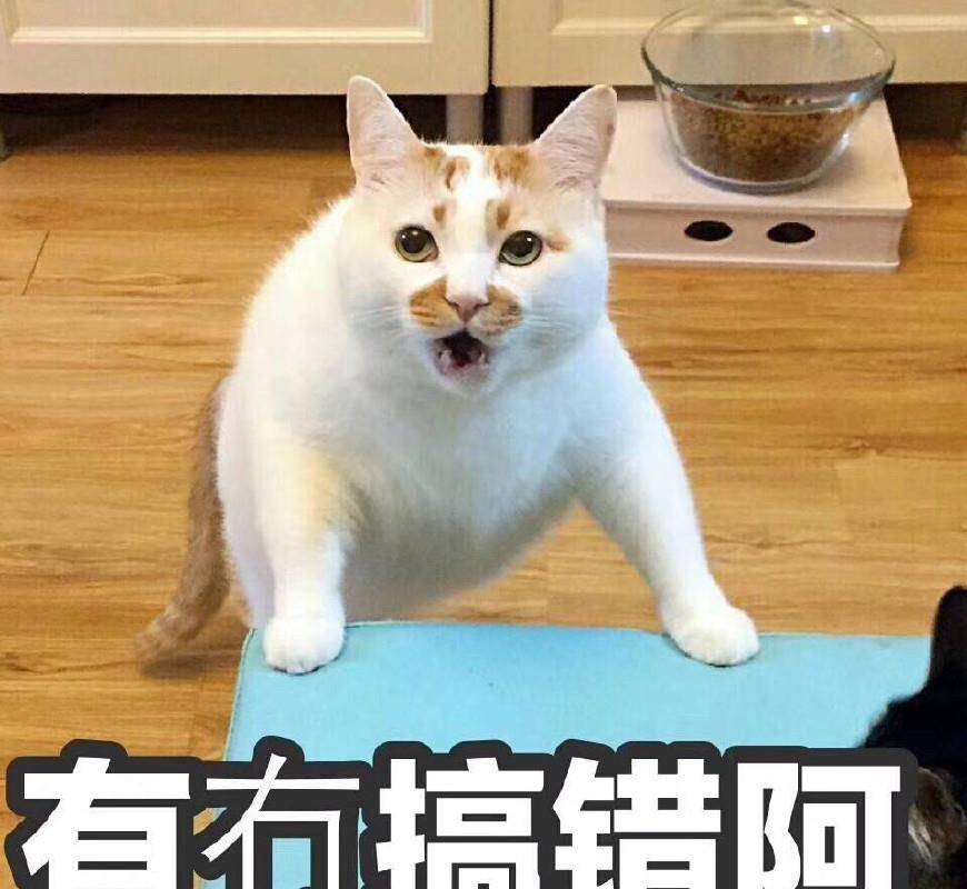 15张超级可爱猫咪表情包生活很苦可猫咪很甜呀