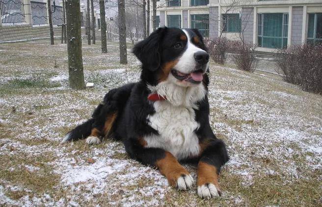原创伯恩山犬是瑞士四种山地犬之一会避开陌生人但姿态坚定