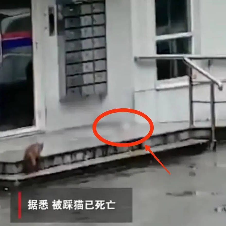 原创上海男子踩死幼猫母猫在一旁哀嚎起因系与他人纠纷泄愤