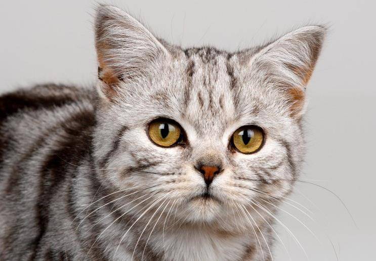可爱的小猫,巧捷万端