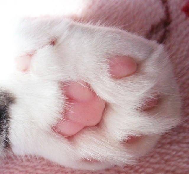 拥有一双粉嫩小萌脚的网红猫咪爪爪图集