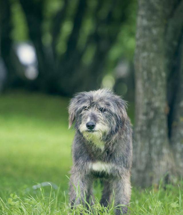 对于英国古代牧羊犬你们了解多少?看完这篇文章你就会