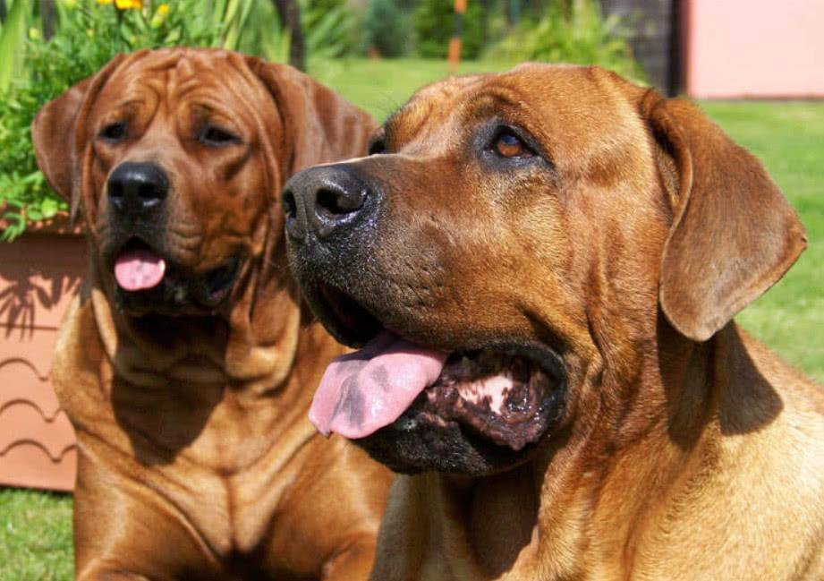 六种狗被称"凶猛犬",比特犬垫底,最后一个连藏獒都不是对手!