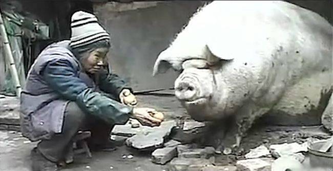 养儿子不如养猪!湖南74岁老人把猪养到2600斤,原因让人痛心