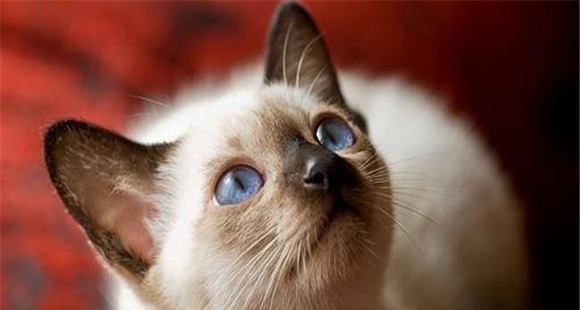 全球最可爱猫咪10大排行榜,第3名一看就是汤姆猫的设计原型!