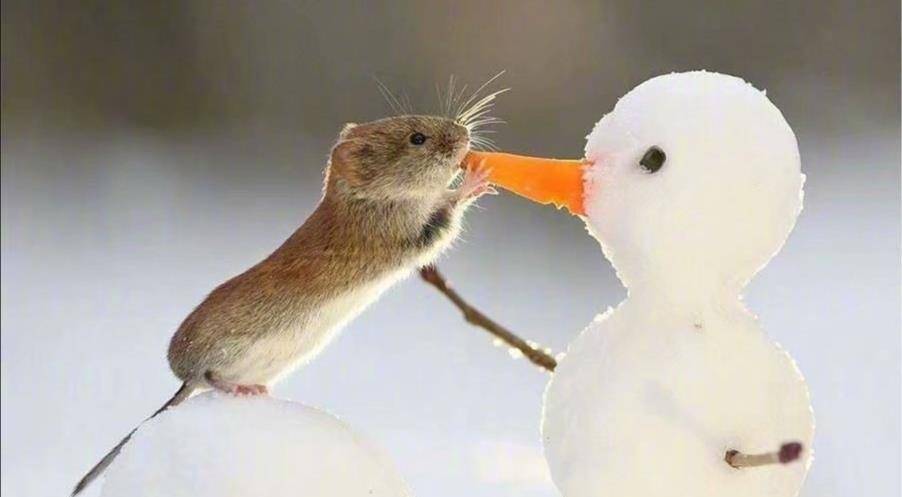 小动物们爱极了这个冬天!