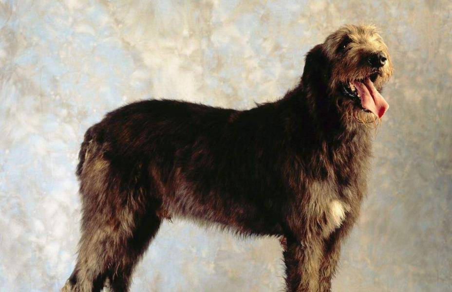 爱尔兰猎狼犬高贵又可爱的狗狗