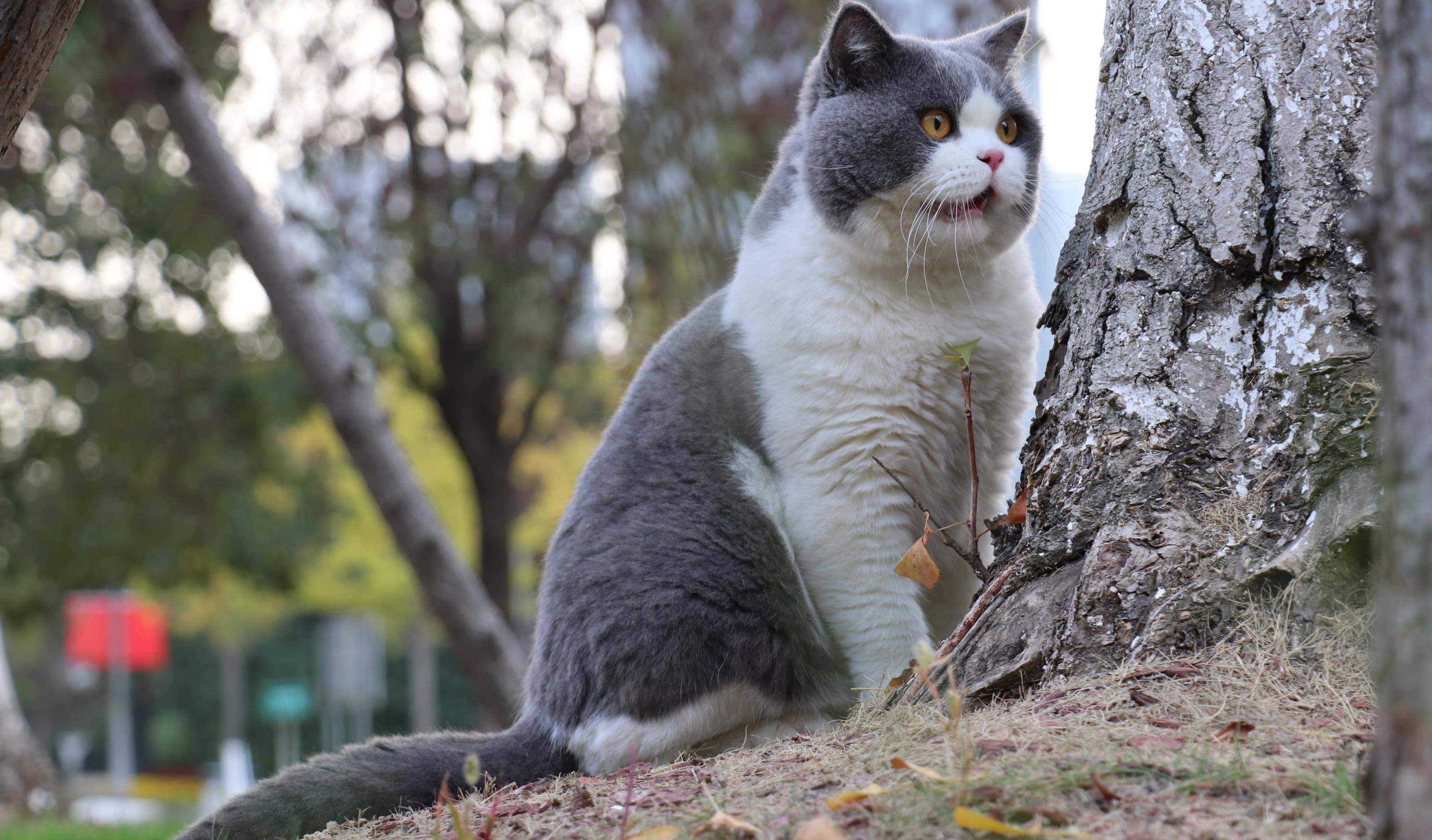 沐米宠物英短蓝白蓝猫高清照片