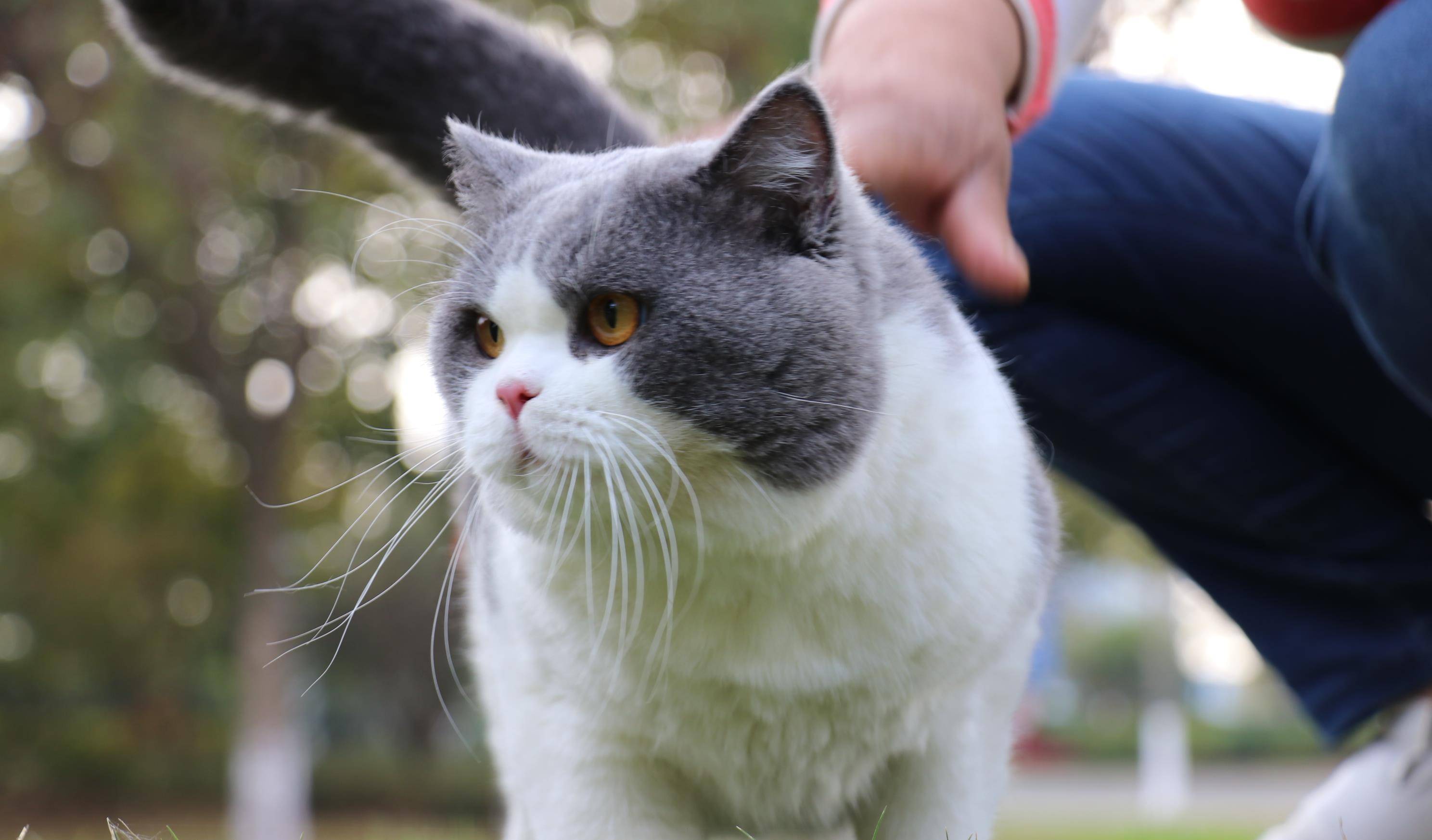 沐米宠物 英短蓝白 蓝猫高清照片