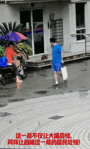 而这样虐待流浪猫的事件并不少见,只不过很多时候没有被爆出来而已