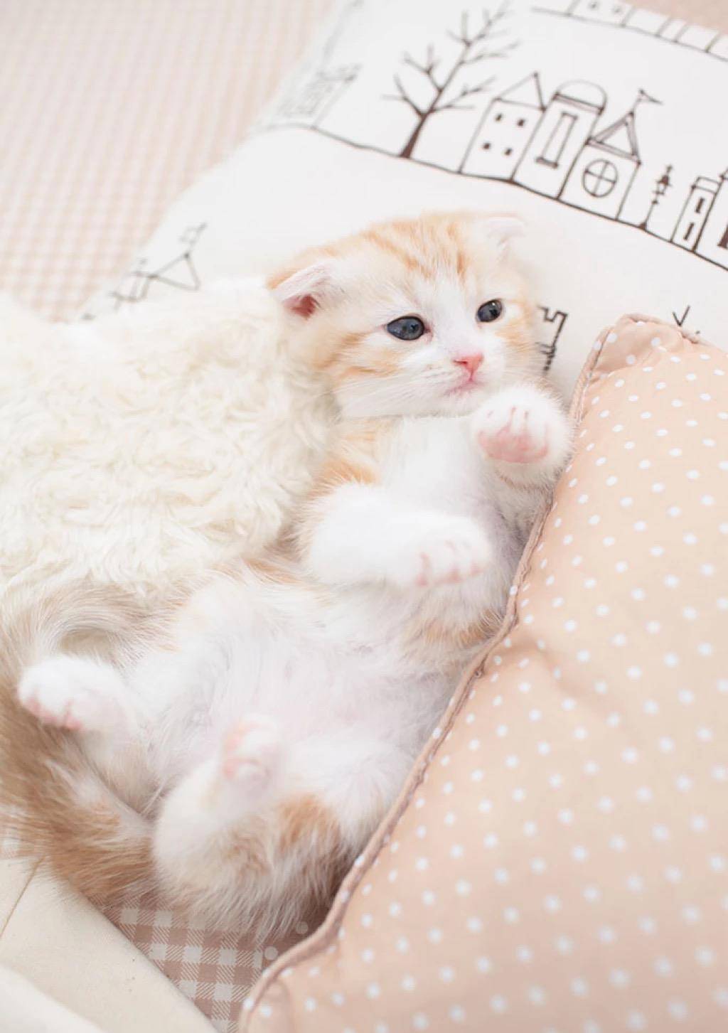 来一波可爱的小萌猫—没养猫的过来云吸猫啦