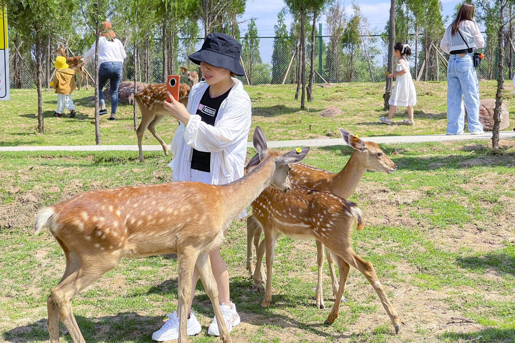 原创藏在郑州的避暑胜地暑假带孩子来这里喂小鹿花费不多性价比高