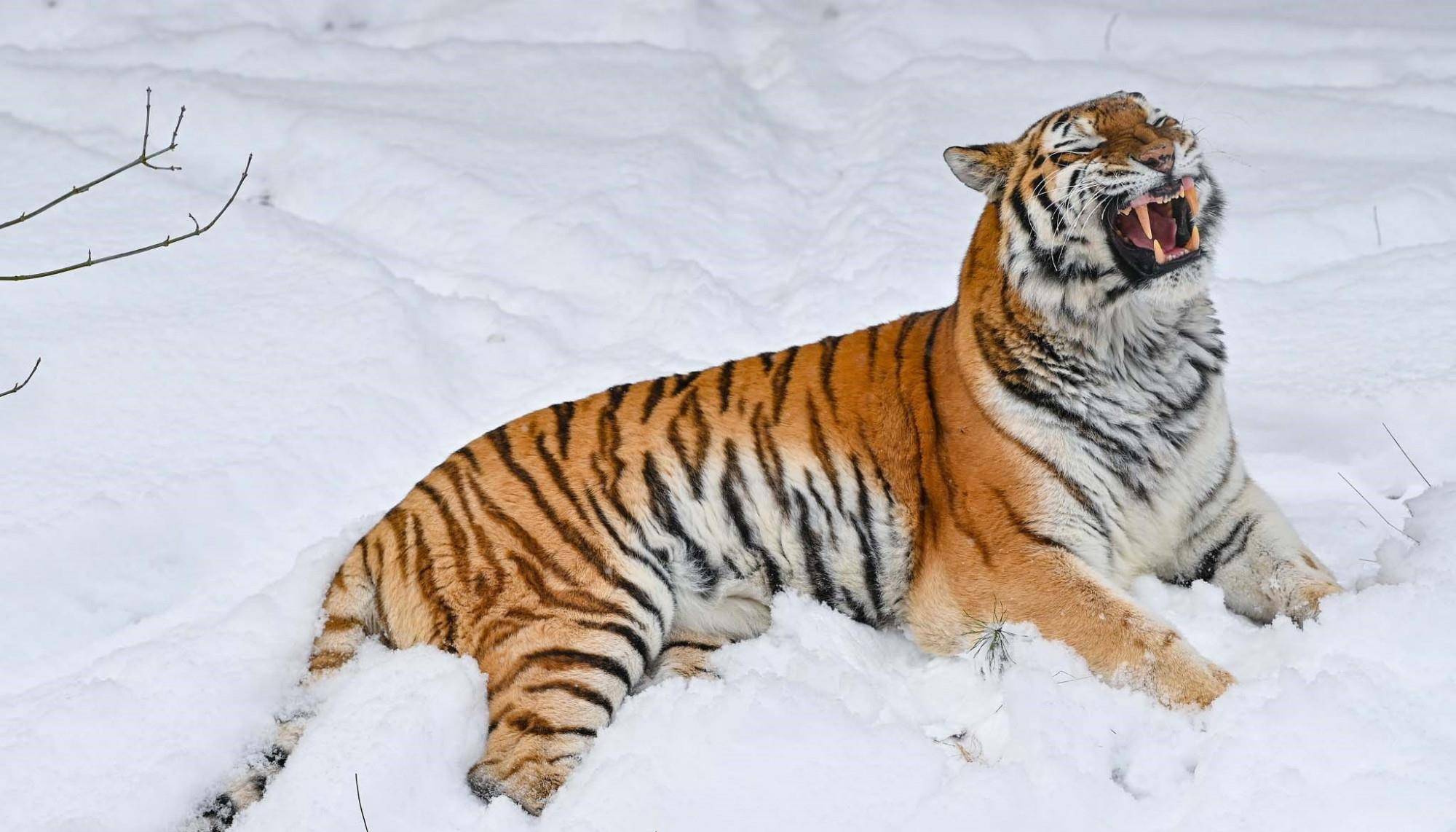 西伯利亚虎雪中显霸气,雪中玩耍的大猫,别有一番景致