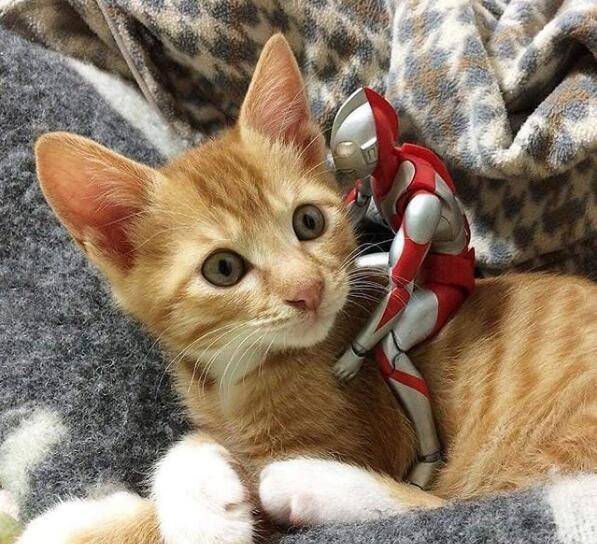 猫咪和奥特曼的"甜蜜日常"
