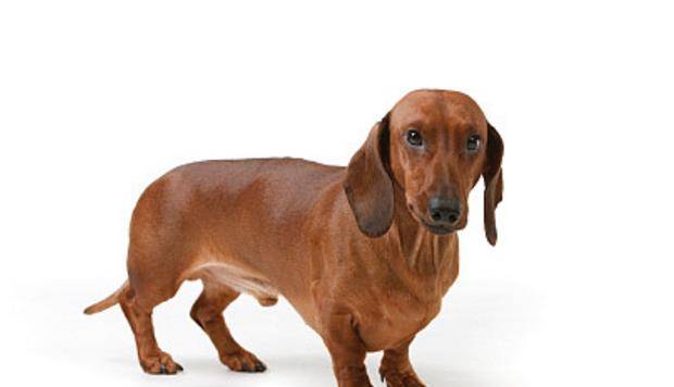 迷你腊肠犬,英文名:miniature dachshund,别名,迷你腊肠狗