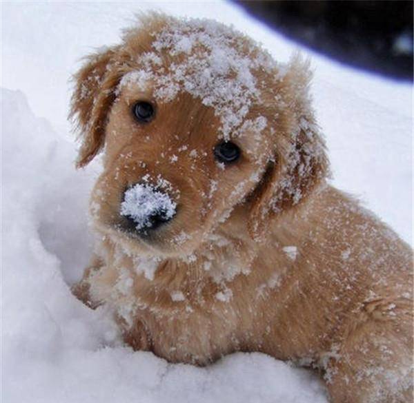 雪地上撒野的狗狗,表情诡异