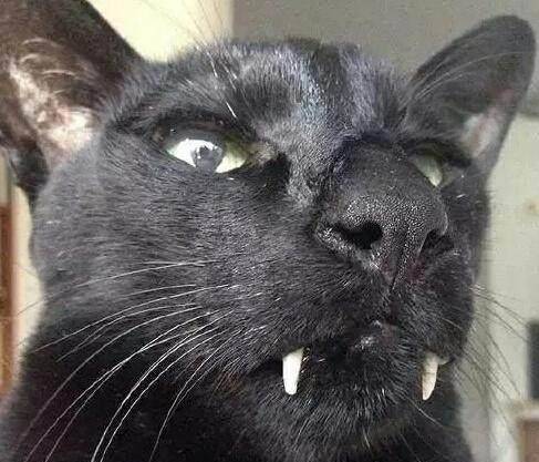 黑猫长了一副长牙齿,表情看似狰狞,其实耍得了酷卖得了萌!