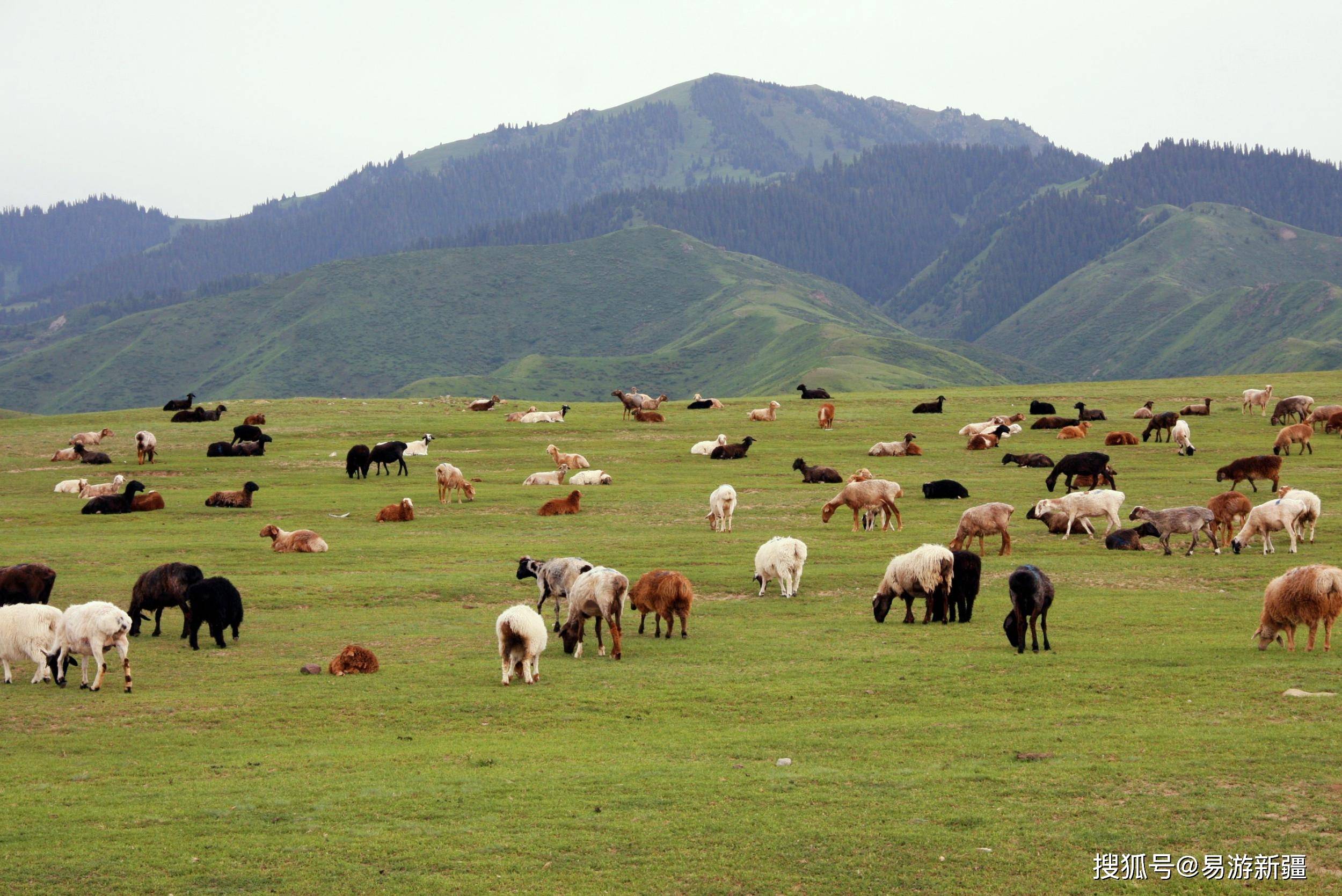 绿水青山丨新疆察布查尔:乌孙山下草儿绿 牛羊成群马儿跑