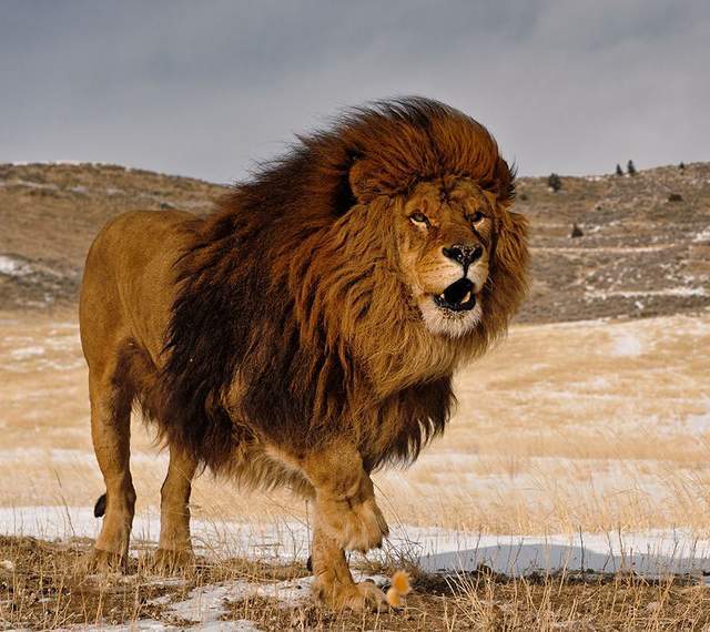 相反,成年巴巴里狮的咬合力约为1000磅力.
