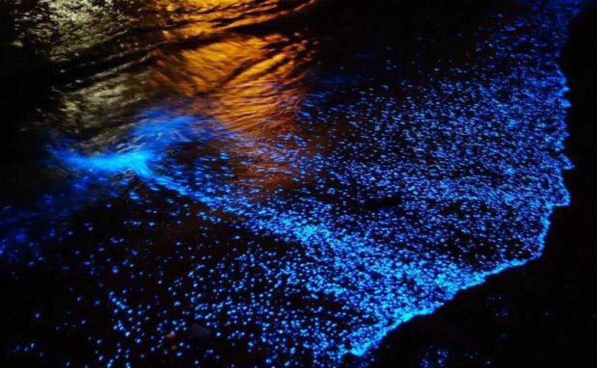 原创繁星坠入大海?葫芦岛现荧光海,了解其科学原理后,还认为它美吗