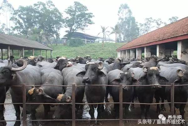 世界著名水牛品种介绍,中国水牛凭实力上榜!