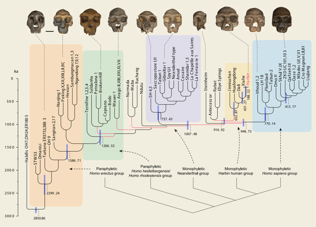 在人类进化方面,"走出非洲" 模型是广为人知的古人类演化模型,而本次