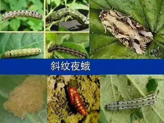 常见高清害虫图谱,对症防治才能效果好!
