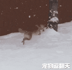 小伙看别人家萨摩耶在雪地奔跑很威风于是带柴犬出门玩然后