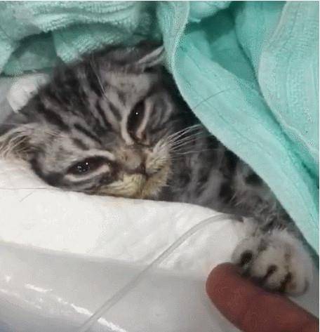 小猫因为生病奄奄一息,泪眼朦胧的向医生伸爪求救,看着让人心碎