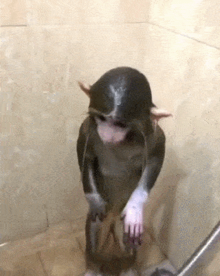 这只宠物猴太聪明了,玩游戏,调戏美女,你会的它可能都会