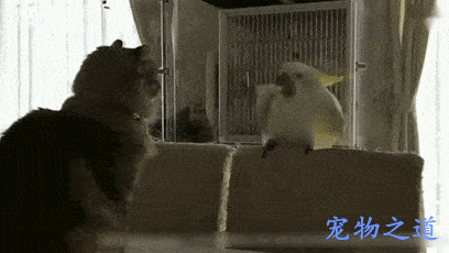 主人新买一只鹦鹉,一进门就挑衅家中的猫咪,猫咪的反应令人意外
