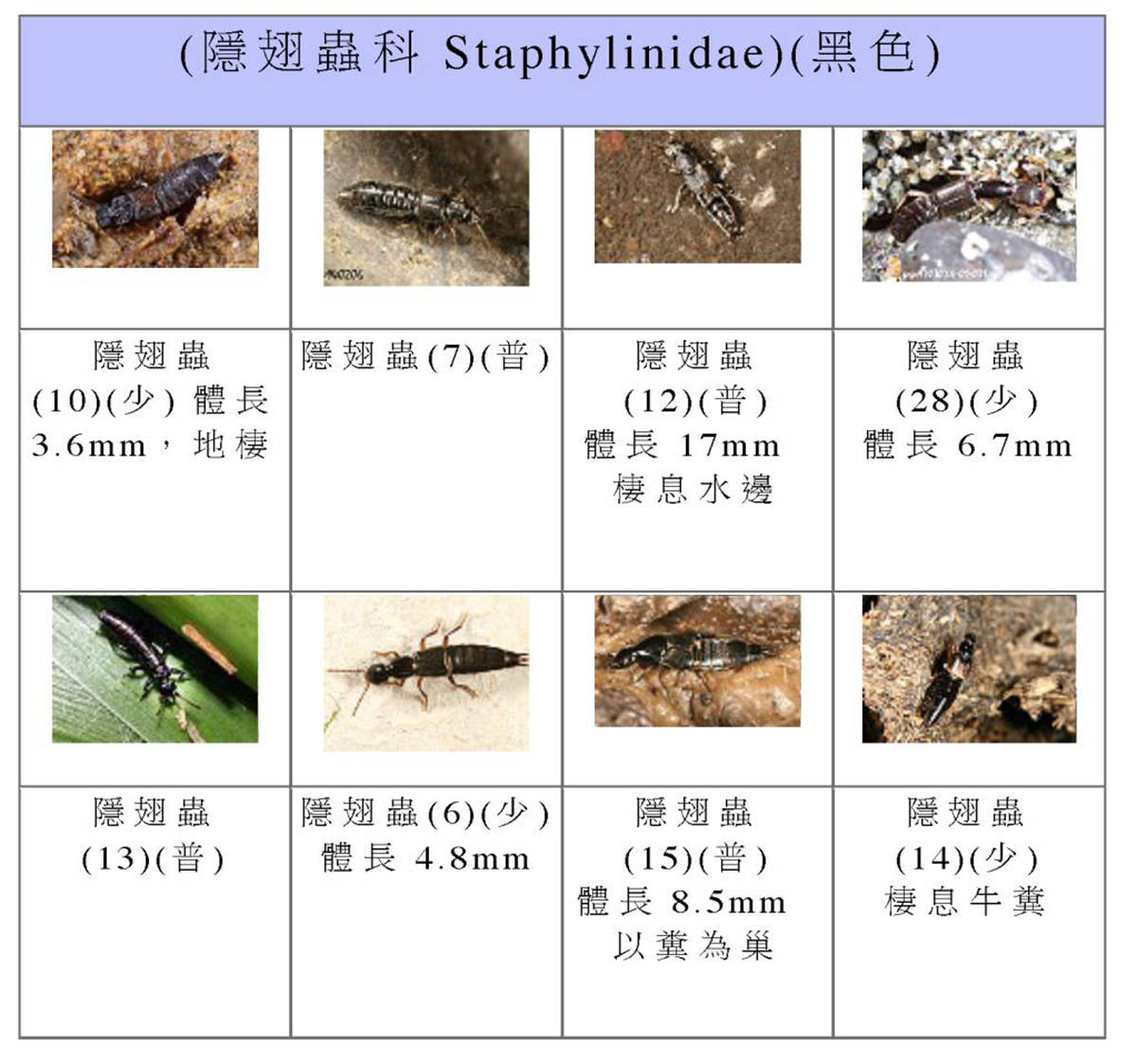 从隐翅虫的外表上来看,看不到它们的翅膀,其实隐翅虫也是有翅膀的