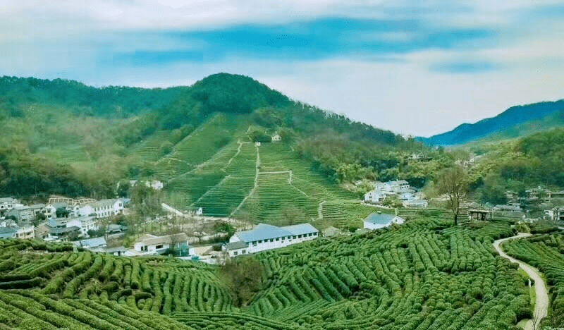 少有人知的龙井茶历史 应广为人知的龙井茶产区 都知道才真明了