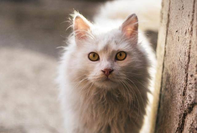 原创除了狸花猫,中国还有哪些有名的猫咪?
