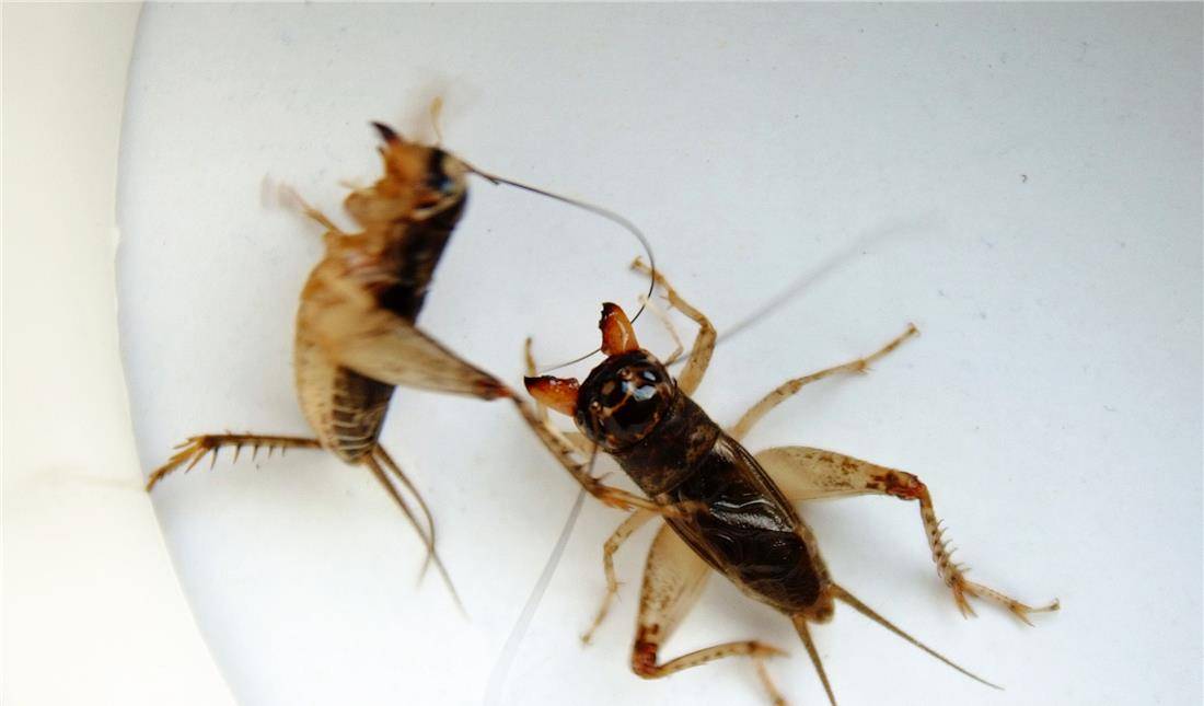 原创宠物种类多,你知道宠物蟋蟀怎么饲养吗?