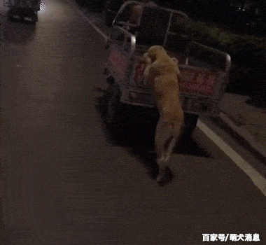 狗狗帮主人推车出去摆地摊,赚狗粮,网友:我家二货只会