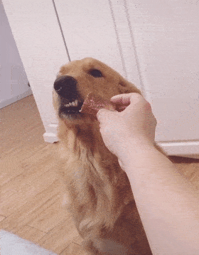 金毛被主人捉弄生气,当主人拿出香肠后,狗子的举动亮了