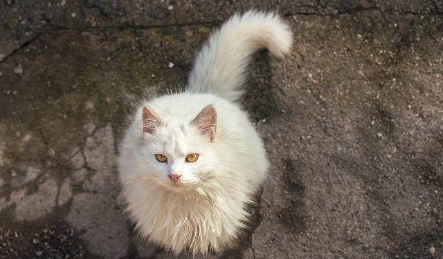 原创除了狸花猫,中国还有哪些有名的猫咪?