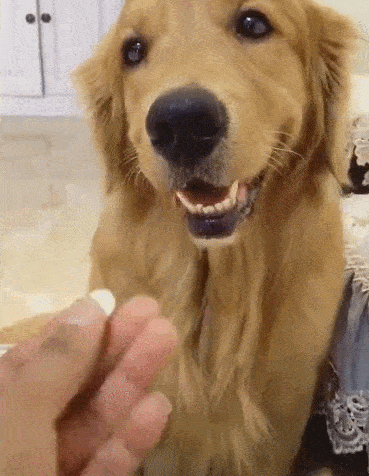 原创金毛不愿吃药总是吐出来,主人没办法只好使出这一招!